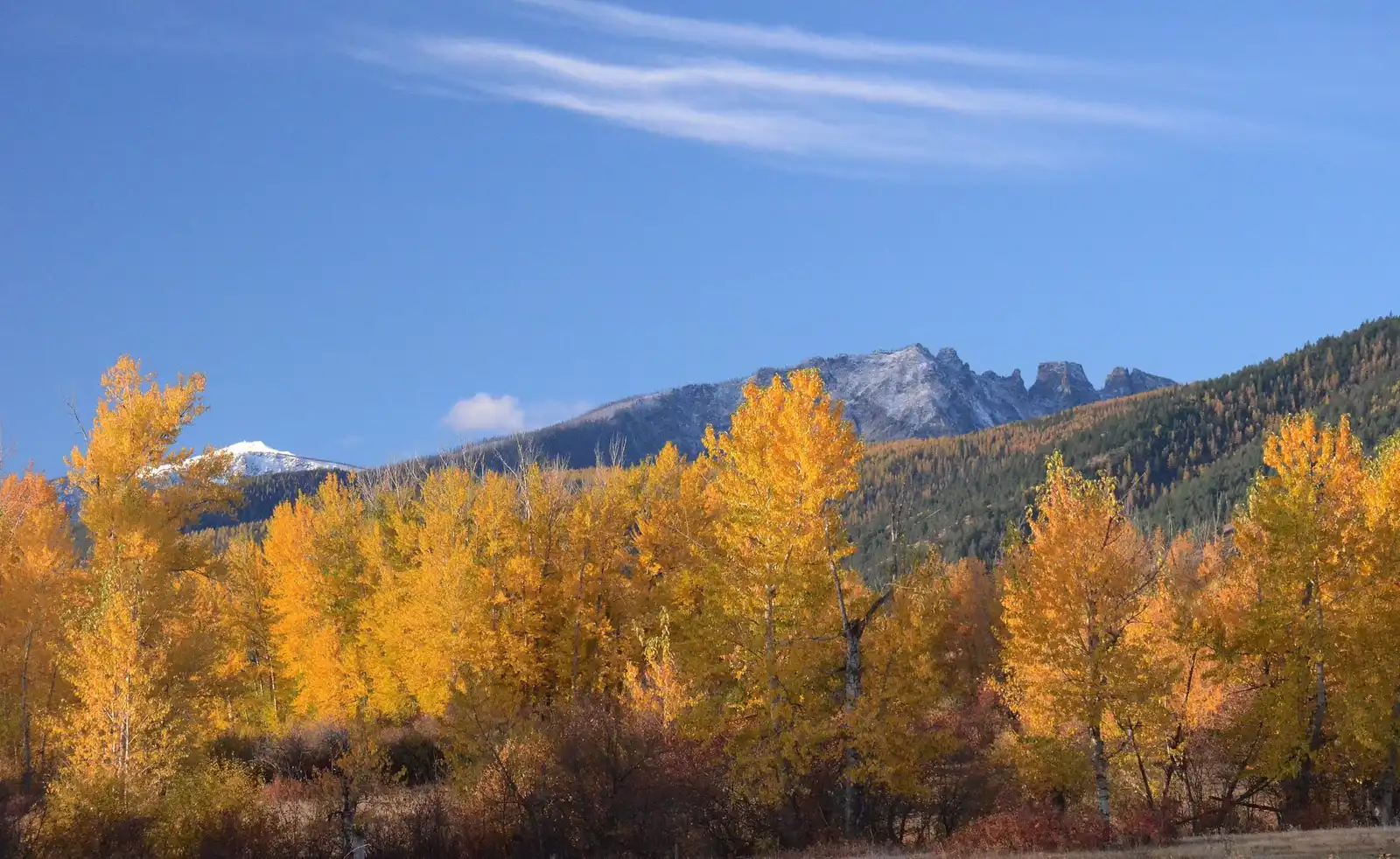 Cottonwoods in full fall color below a dusting of early snow on the Bitterroot Range.